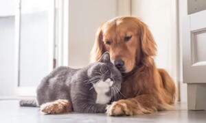 7關鍵，教您重回辦公室、毛孩分離不焦慮